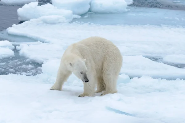 El oso polar —  Fotos de Stock