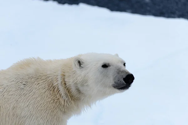 Niedźwiedź polarny — Zdjęcie stockowe