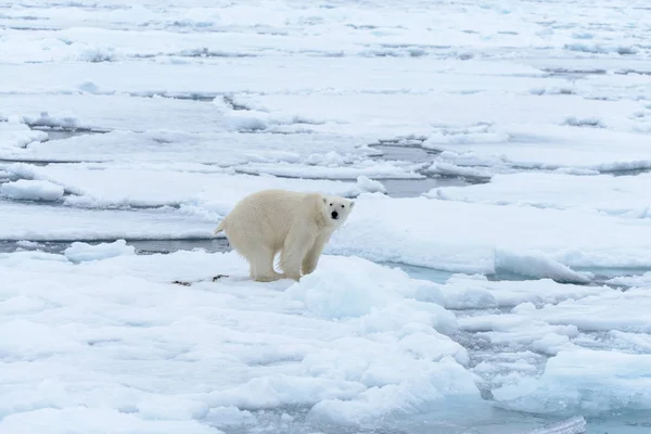 El oso polar —  Fotos de Stock