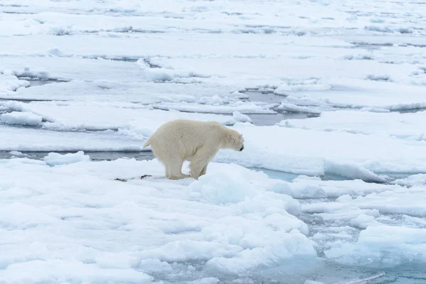 L'orso polare — Foto Stock