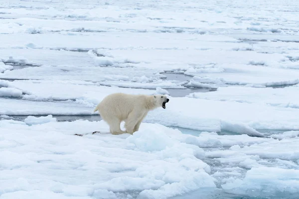 L'orso polare — Foto Stock