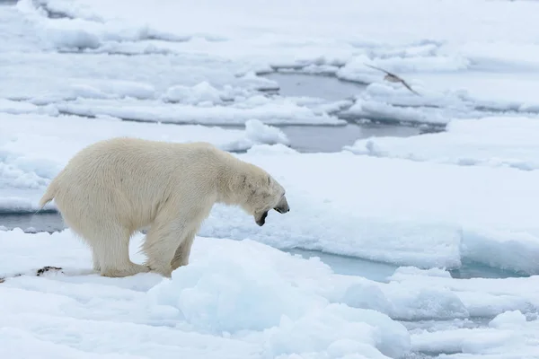 A jegesmedve — Stock Fotó