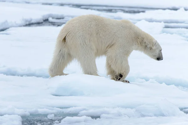 L'orso polare — Foto Stock