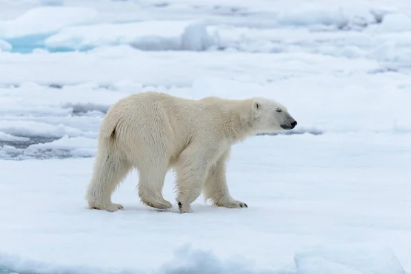 O urso polar — Fotografia de Stock