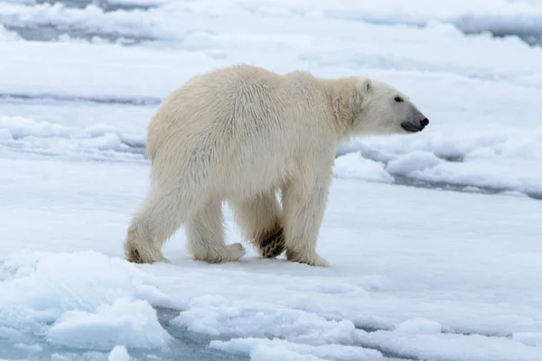 O urso polar — Fotografia de Stock
