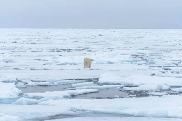 O urso polar — Fotografia de Stock