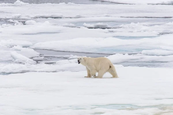 El oso polar —  Fotos de Stock