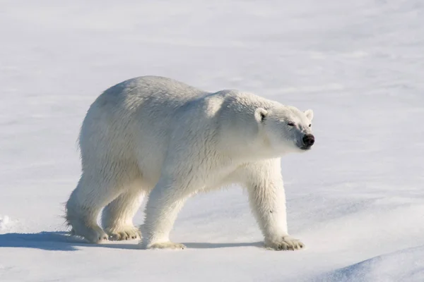 Der Eisbär — Stockfoto