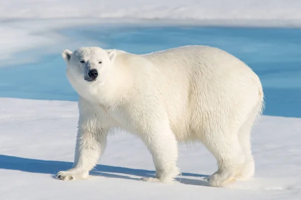 Der Eisbär — Stockfoto