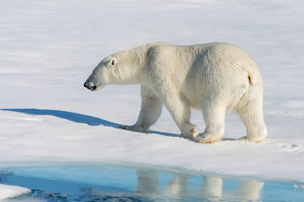 Der Eisbär — Stockfoto