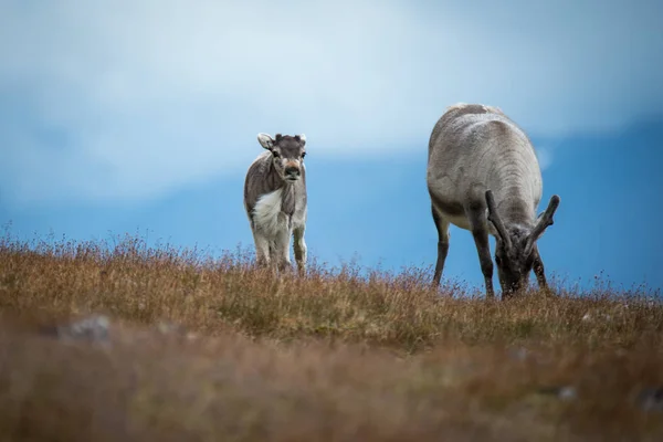 As renas em Svalbard — Fotografia de Stock