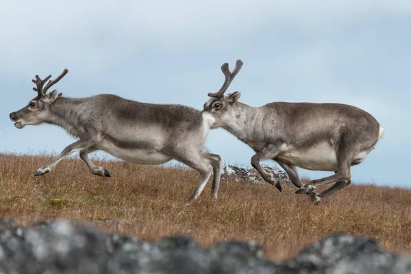 A rénszarvas, Svalbard — Stock Fotó