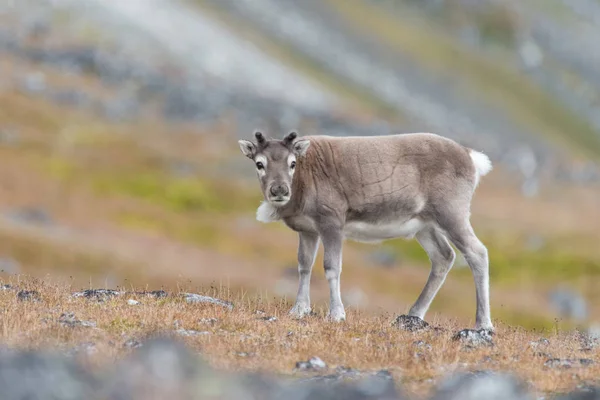 A rénszarvas, Svalbard — Stock Fotó