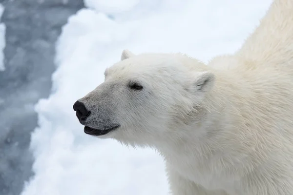 The Polar bear Stock Picture