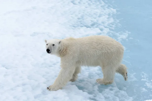 El oso polar Imágenes De Stock Sin Royalties Gratis