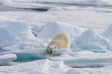 Kutup ayısı (Ursus maritimus) Spitsberg kuzeyinde pack buzda