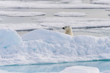 Kutup ayısı (Ursus maritimus) Spitsberg kuzeyinde pack buzda