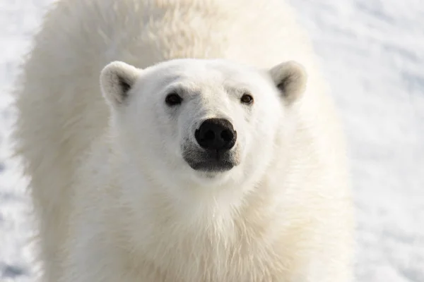 Urso polar (Ursus maritimus) no gelo de pacote ao norte de Spitsberg — Fotografia de Stock