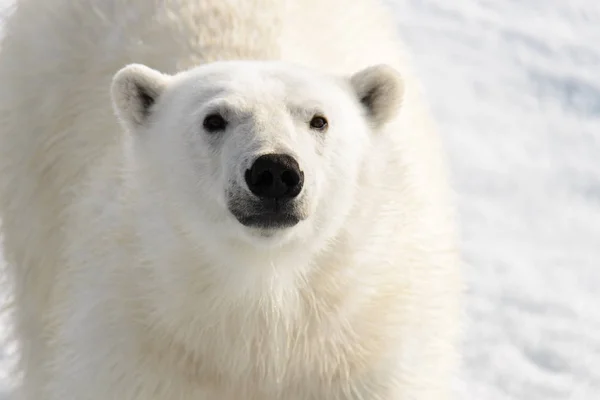 Eisbär (ursus maritimus) auf dem Packeis nördlich von Spitzberg — Stockfoto