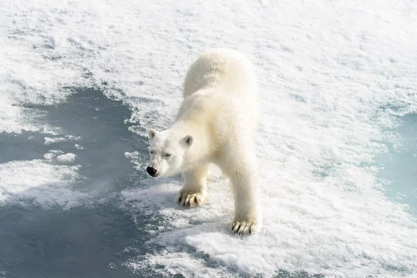 Urso polar (Ursus maritimus) no gelo de pacote ao norte de Spitsberg — Fotografia de Stock