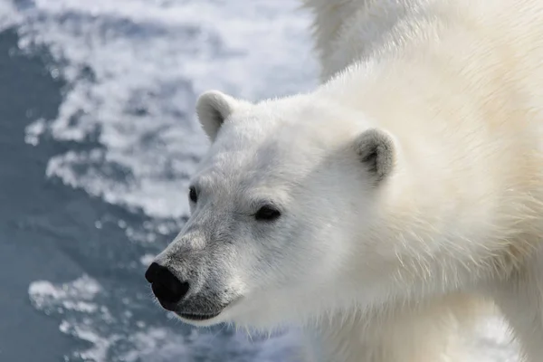 Polar bear (Ursus maritimus) on the pack  ice north of Spitsberg — Stock Photo, Image