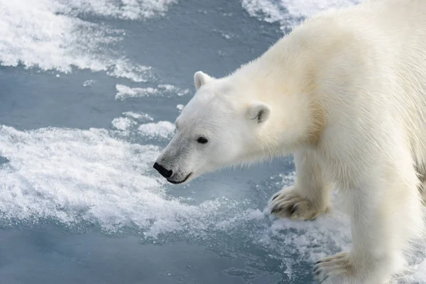 Polar bear (Ursus maritimus) on the pack  ice north of Spitsberg — Stock Photo, Image