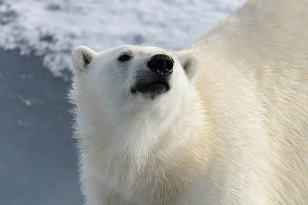 Urso polar (Ursus maritimus) no gelo de pacote ao norte de Spitsberg — Fotografia de Stock