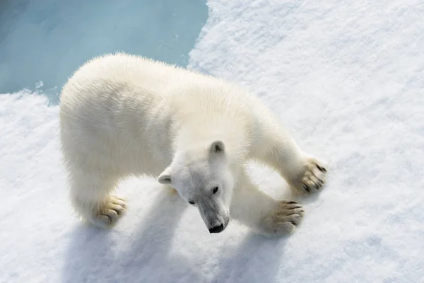 Oso polar (Ursus maritimus) en la manada de hielo al norte de Spitsberg —  Fotos de Stock