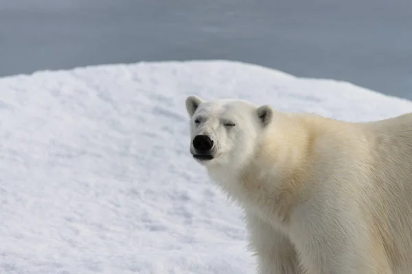 Oso polar (Ursus maritimus) en la manada de hielo al norte de Spitsberg —  Fotos de Stock