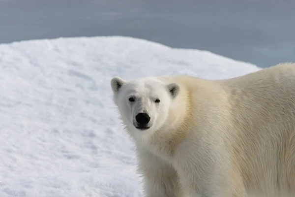 Eisbär (ursus maritimus) auf dem Packeis nördlich von Spitzberg — Stockfoto