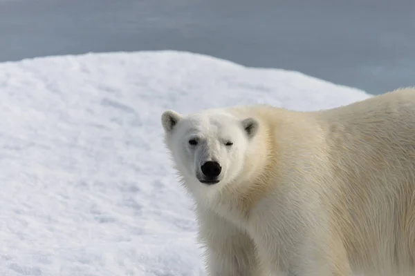 Oso polar (Ursus maritimus) en la manada de hielo al norte de Spitsberg —  Fotos de Stock