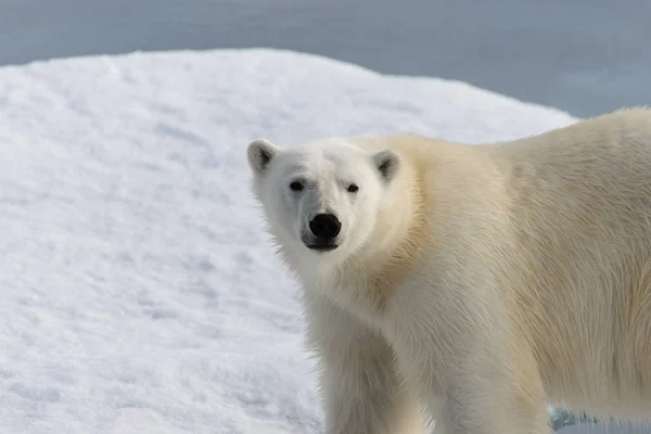 Niedźwiedź polarny (Ursus maritimus) na lodzie, na północ od Spitsberg — Zdjęcie stockowe