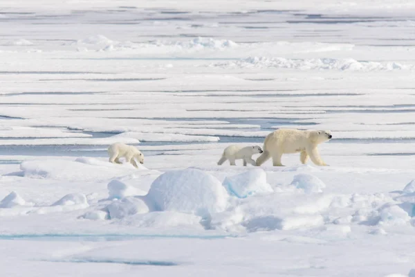 Anya jegesmedve (Ursus maritimus) és twin kölykök a csomag ic — Stock Fotó