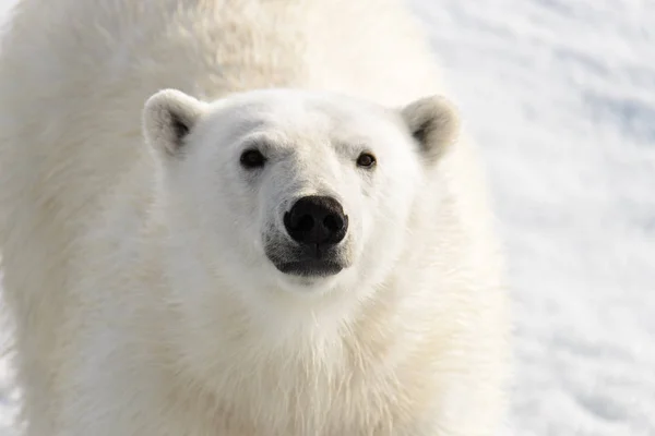 Белый медведь (Ursus maritimus) на паковом льду к северу от Шпицберга Лицензионные Стоковые Фото