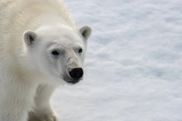 Polar bear (Ursus maritimus) on the pack  ice north of Spitsberg Stock Image