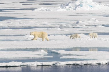 Kutup ayısı anne (Ursus maritimus) ve İki Yataklı yavrularını Pack ŞA