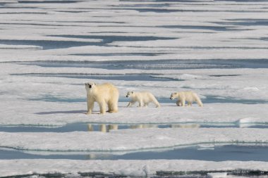 Kutup ayısı anne (Ursus maritimus) ve İki Yataklı yavrularını Pack ŞA