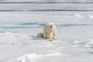 Kutup ayısı anne (Ursus maritimus) ve İki Yataklı yavrularını Pack ŞA