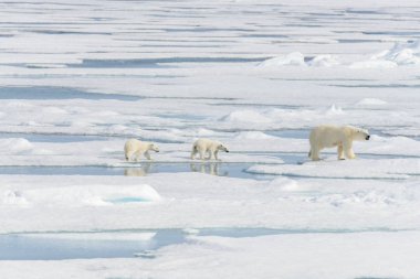 Kutup ayısı anne (Ursus maritimus) ve İki Yataklı yavrularını Pack ŞA
