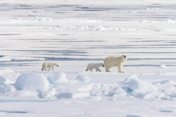 Madre oso polar (Ursus maritimus) y cachorros gemelos en el paquete ic —  Fotos de Stock