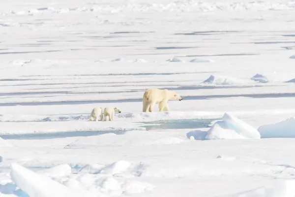 Matku lední medvěd (Ursus maritimus) a dvojče mláďata na pack ic — Stock fotografie