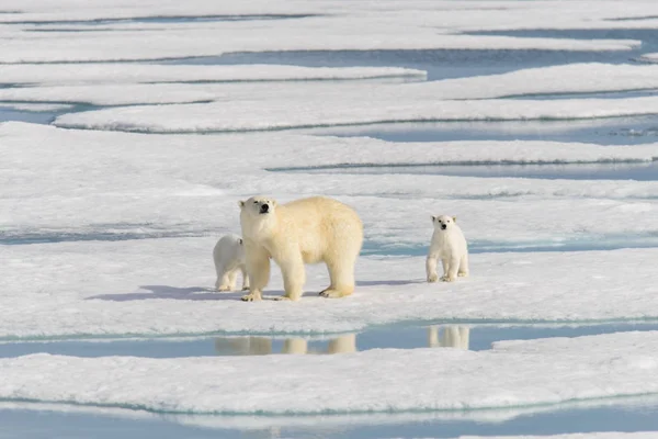 Urso polar mãe (Ursus maritimus) e filhotes gêmeos na embalagem ic — Fotografia de Stock