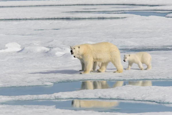 Πολική αρκούδα (Ursus maritimus) και δίδυμο cubs στο πακέτο ic — Φωτογραφία Αρχείου