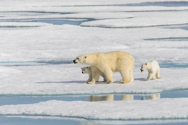 Isbjörn mor (Ursus maritimus) och twin Eagles på pack ic — Stockfoto