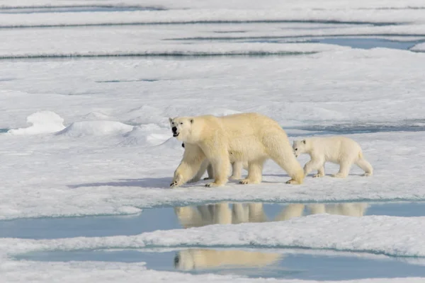 Moeder ijsbeer (Ursus maritimus) en tweeling welpen op het peloton ic — Stockfoto