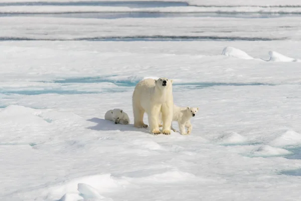 Kutup ayısı anne (Ursus maritimus) ve İki Yataklı yavrularını Pack ŞA