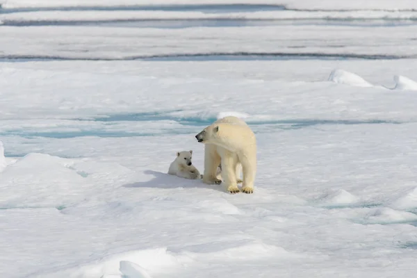 Полярна ведмідь мати (Урсус маріцій) і близнюки на пачці айс — стокове фото