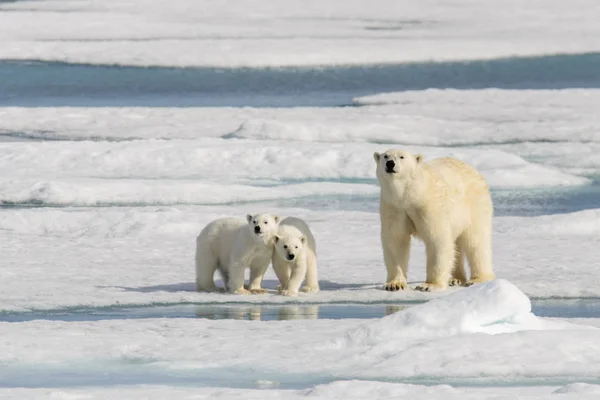 Urso polar mãe (Ursus maritimus) e filhotes gêmeos na embalagem ic — Fotografia de Stock