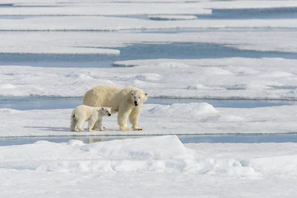 북극곰 어머니 (우수 스 maritimus)와 쌍둥이 새끼 팩에 ic — 스톡 사진