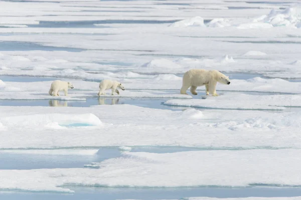 Isbjörn mor (Ursus maritimus) och twin Eagles på pack ic — Stockfoto